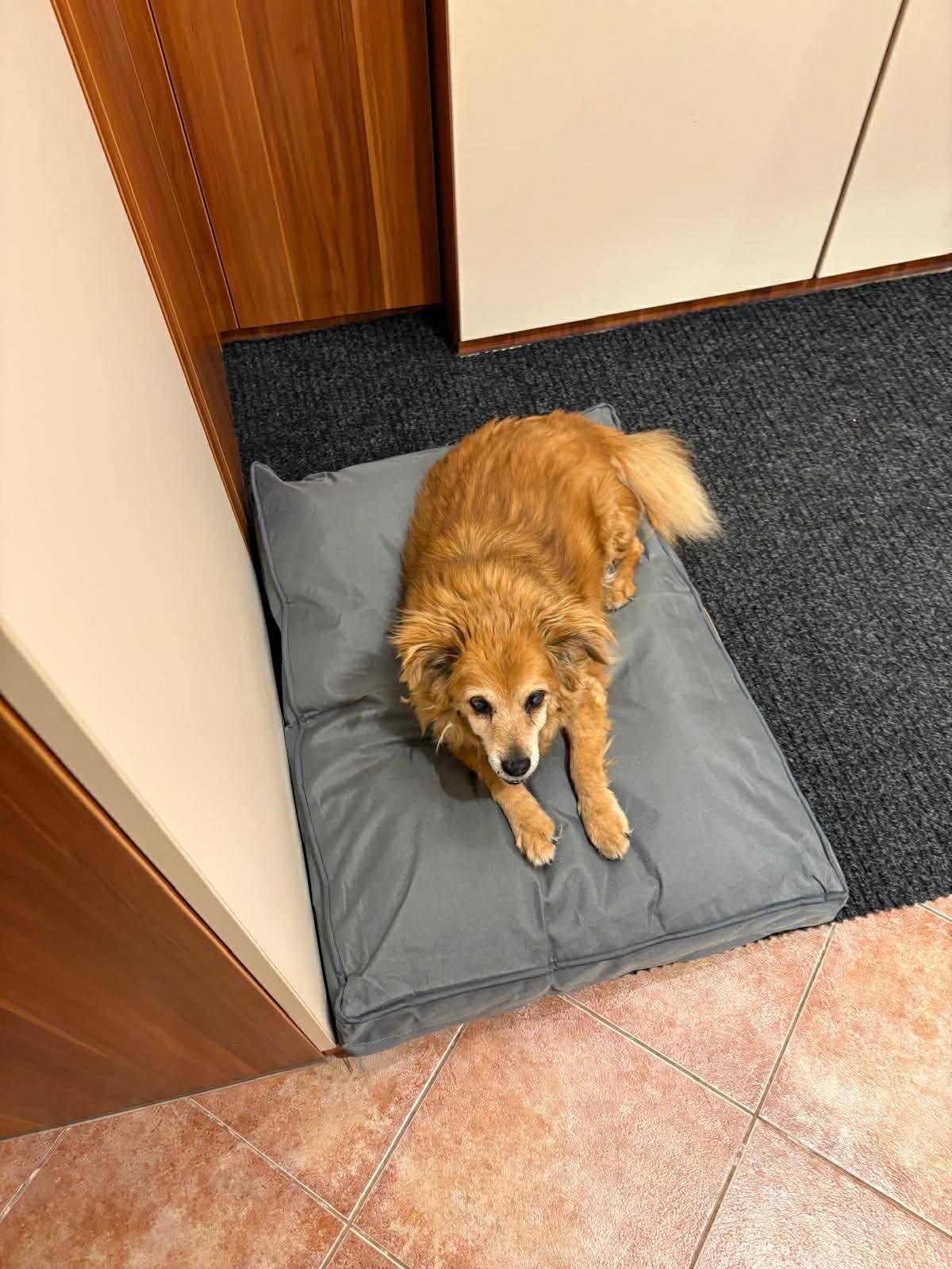 Dnes odpoledne se v naší obci ztratila fenka Feryna, která slyší na své jméno. Je jí 16 let, a budeme proto velmi rádi za jakoukoli informaci, která by mohla pomoci k jejímu brzkému nalezení. Pokud byste ji někde viděli, našli nebo měli zprávu o tom, kde by se mohla nacházet, prosíme o kontaktování majitele na telefonním čísle 606 263 860. Děkujeme všem za všímavost, ochotu a případnou pomoc při hledání.