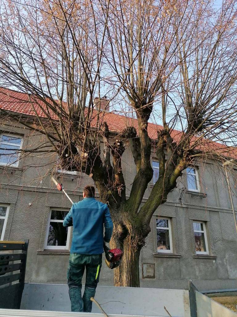 Zaměstnanci obce provedli prořezy stromů.