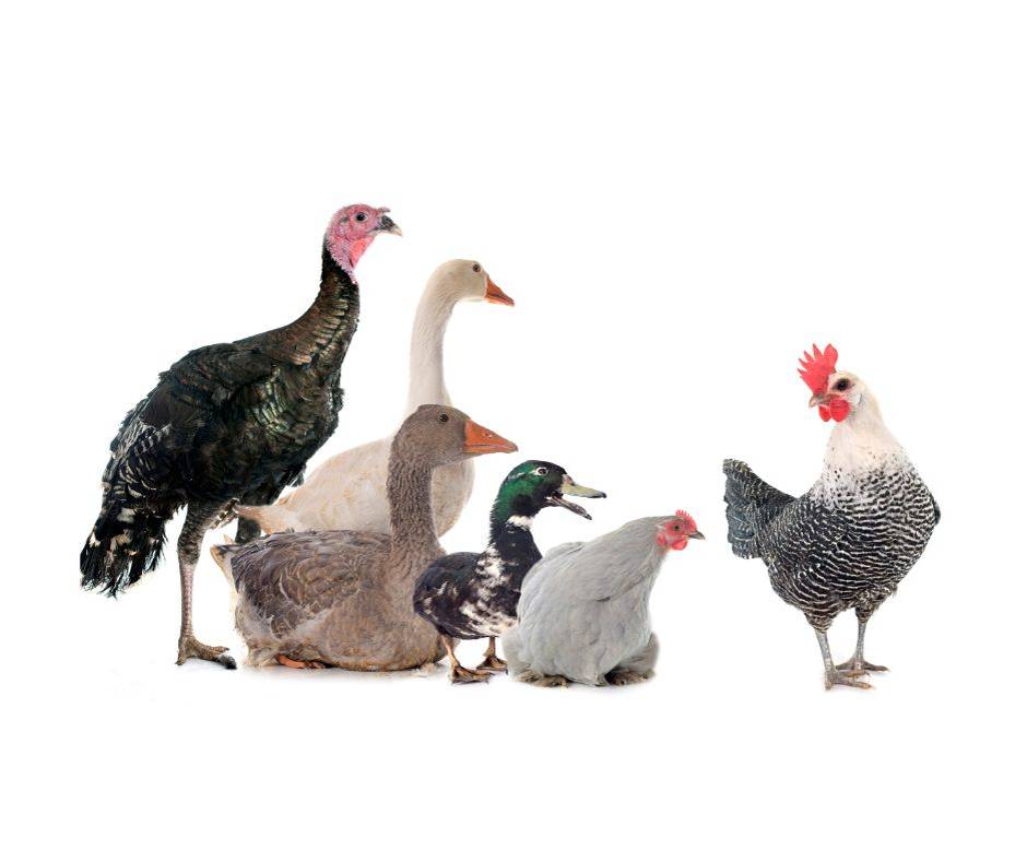 Nikol Drůbež nabízí k prodeji chovné kohouty, kuřice různých barev, krmné směsi a vitamíny.  Prodej se uskuteční:  Kdy: 25. 3. 2026, od 13.15 do 13.30 hod.  Kde: parkoviště u hřiště