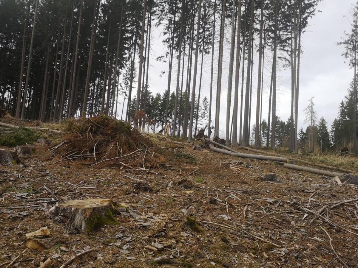 Možná jste si všimli, že v našem městysu proběhlo v poslední době na několika místech kácení vzrostlých stromů. Došlo k němu z různých důvodů, nikoli však neplánovaně.
