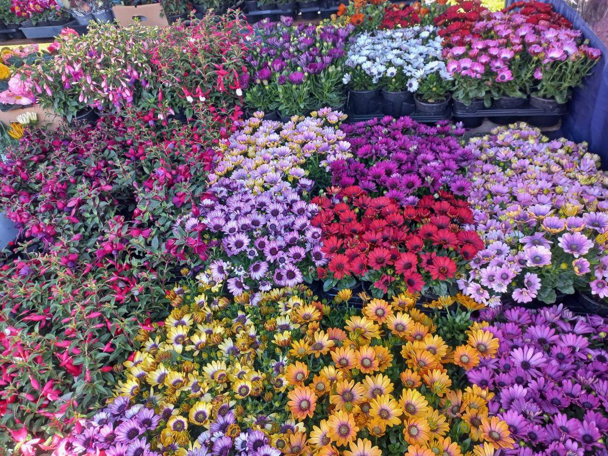 Pozvání na letošní 31. ročník výstavy ZAHRADA.   Výstava proběhne ve dnech 24. - 26.4. opět ve vnitřních i venkovních prostorách KD Ostrov v Havlíčkově Brodě.