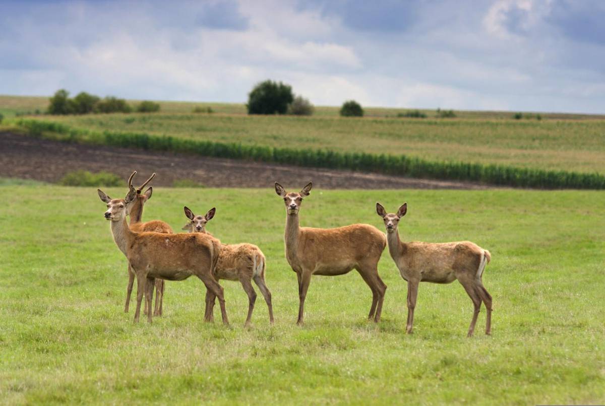 28.-29.3. se na Výstavišti Kroměříž koná prodejní výstava Myslivost a příroda. Více v přiloženém letáčku.