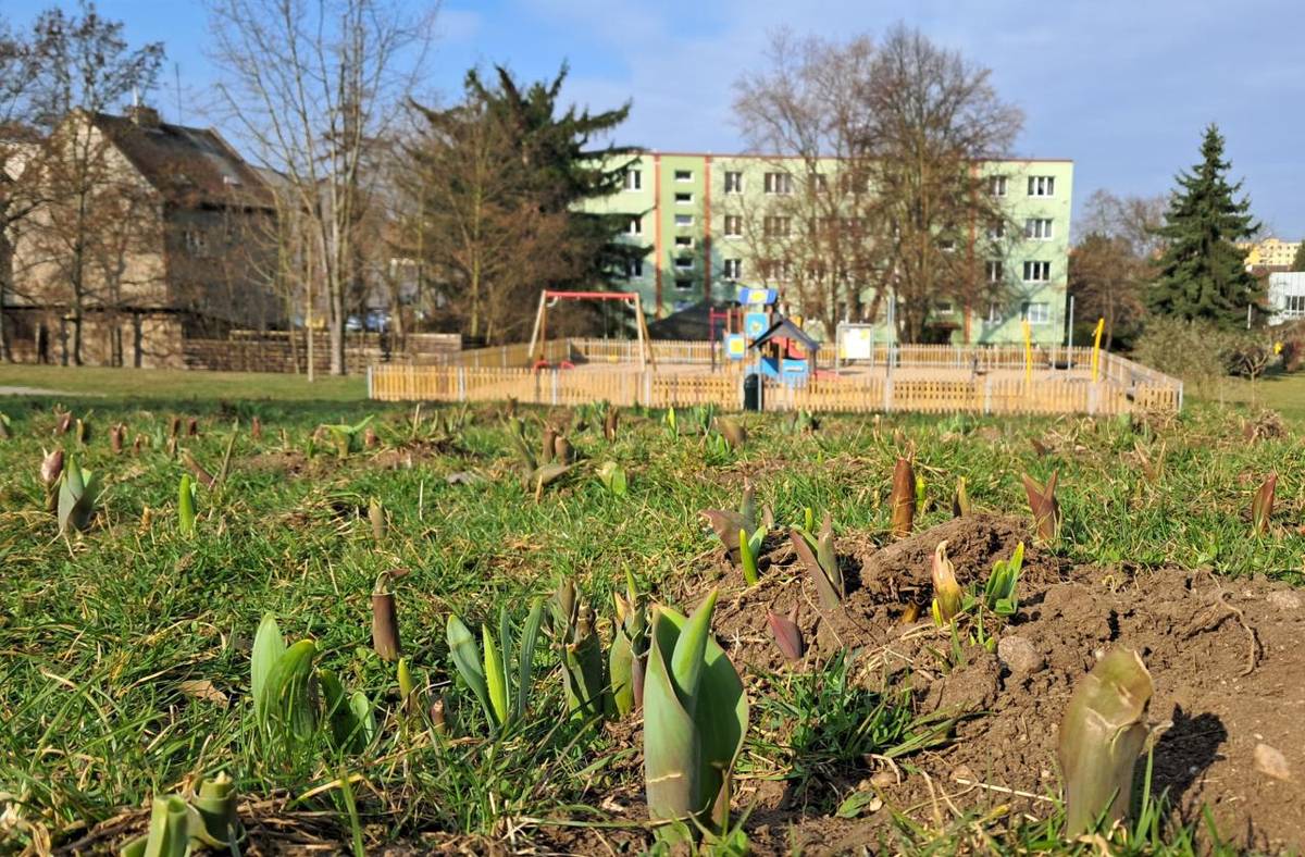 V lokalitě pod ulicí Nákladní začíná ožívat nově osázená plocha cibulovin nad dětským Rákosníčkovým hřištěm. Rostliny už vyrážejí ze země a slibují, že v nadcházejících týdnech promění toto místo v barevně kvetoucí prostor, který potěší všechny návštěvníky.