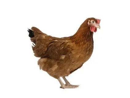 Termín: 16.04.2026 a 21.05.2026 u obecního úřadu.🐓🐔🐤 Více na: www.prodejdrubeze.cz Kontakt: 602 715 811, 730 897 979