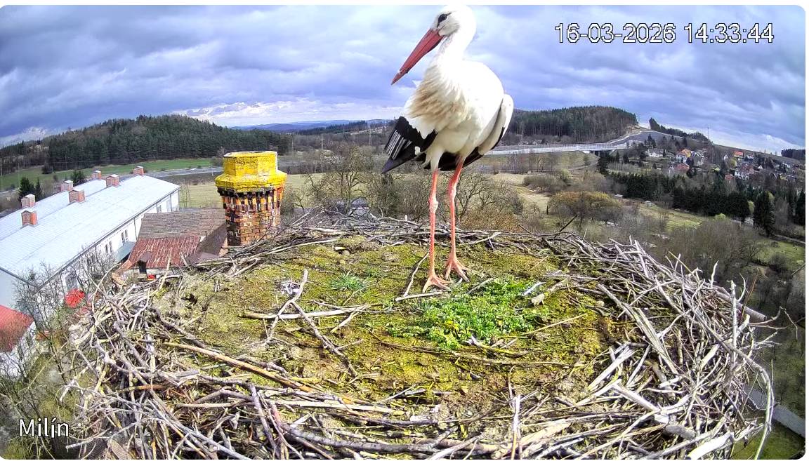Díky finanční podpoře obce Milín a dobrovolnické práci rodiny Srbkových vám můžeme zprostředkovat pohled přímo do „obýváku“ našich čapích sousedů.