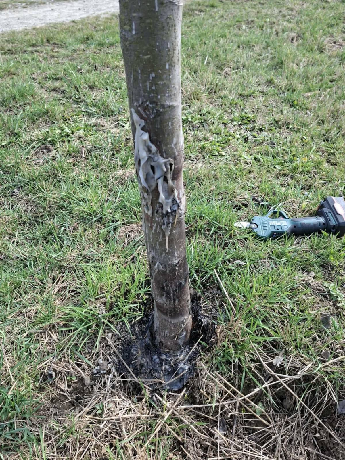 Tentokrát se vandalové vyřádili na stromcích v aleji za školou. Z neznámých důvodů níčí a dokonce zapalují plastové ochrany proti okusu. Prosíme naše občany, pokud uvidíte takové jednání při svých procházkách v těchto i jiných místech nahlaste nám to. Děkujeme