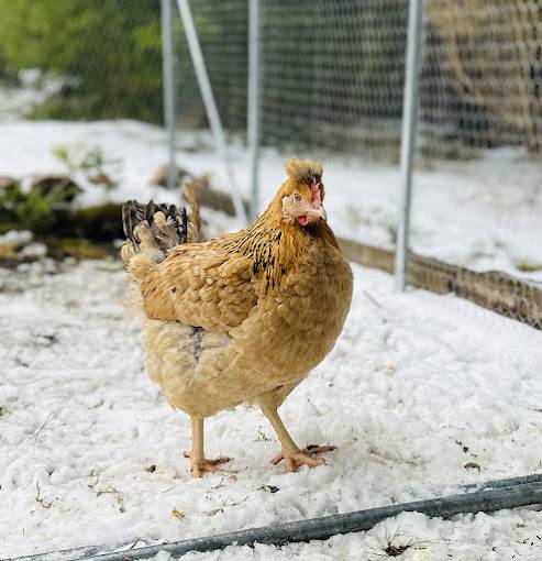 Drůbež Červený Hrádek s.r.o. prodává  slepičky snáškových plemen -   prodej objednané drůbeže se uskuteční:   Ve středu  22. dubna  2026   V úterý  2. června  2026  Třeboc – u kaple – v 16,15 hod.
