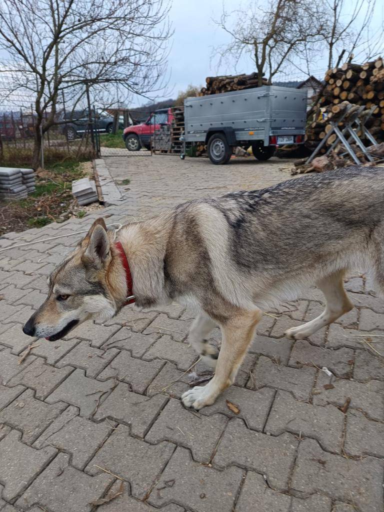 Neznáte majitele nebo není to Váš pejsek?