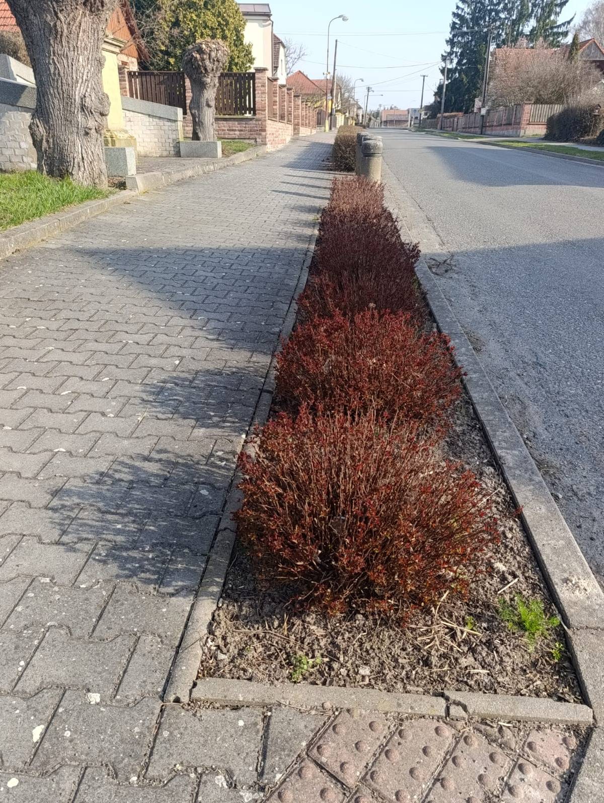 Nabízíme občanům zdarma k vyrytí staré keře v refýžích podél hlavní cesty.