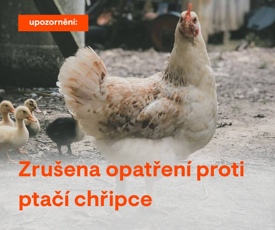 Vážení obyvatelé,  v souvislosti s příznivým vývojem jsou od dnešního dne (24. 3.) zrušena ochranná opatření proti ptačí chřipce a upraveno i pásmo dozoru. To znamená, že končí povinnosti spojené s hlášením chovů i další omezení, která se týkala chovatelů drůbeže a ptáků v zasažených lokalitách. Situace se vrací do běžného režimu. 🐔 Děkujeme všem, kteří opatření dodržovali a přispěli k tomu, že se situaci podařilo zvládnout. 🙏