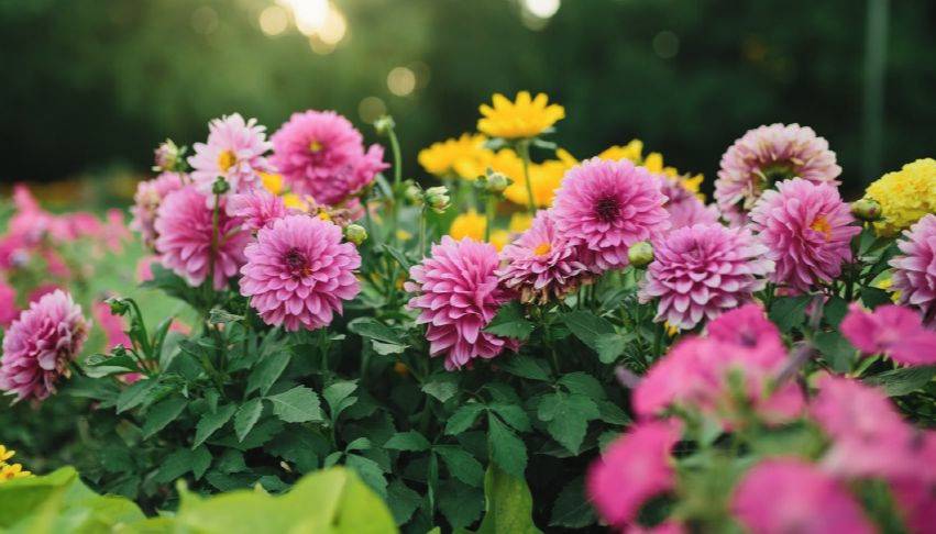 Zlín – Odbor městské zeleně vyhlašuje jubilejní 30. ročník oblíbené soutěže Rozkvetlé město 2026.