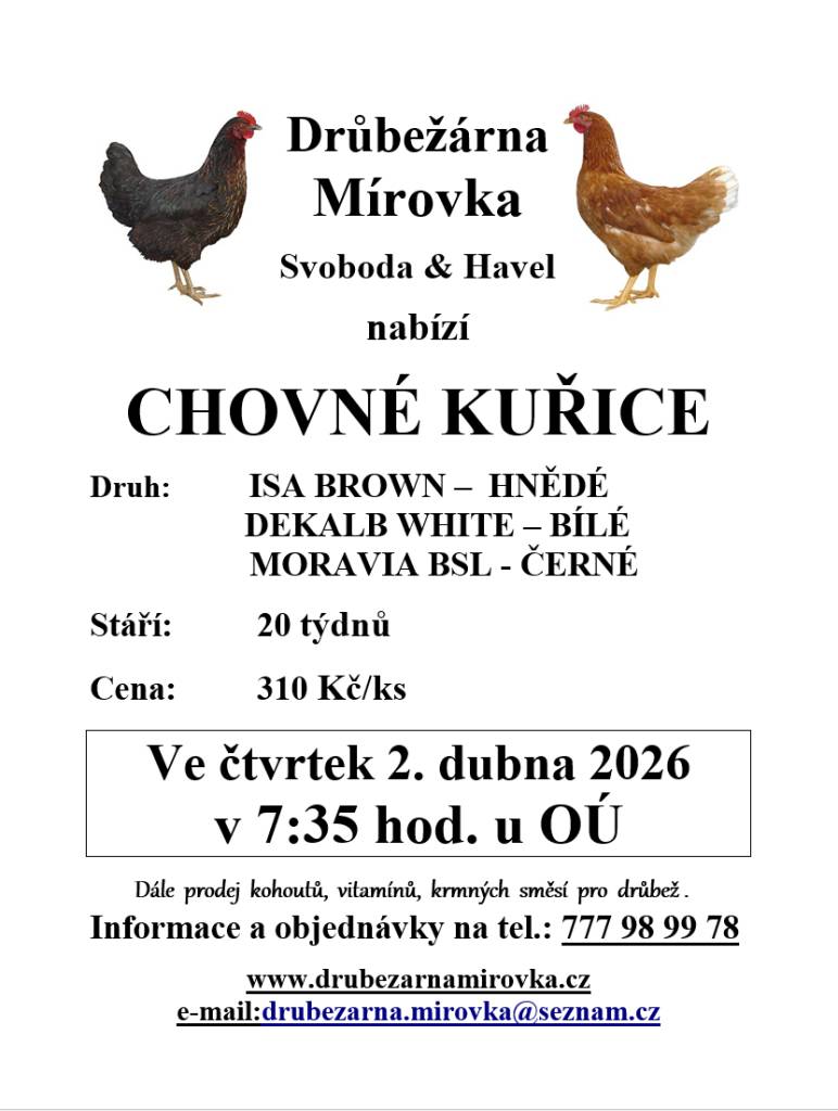 Drůbežárna Mírovka v naší obci prodává kuřice