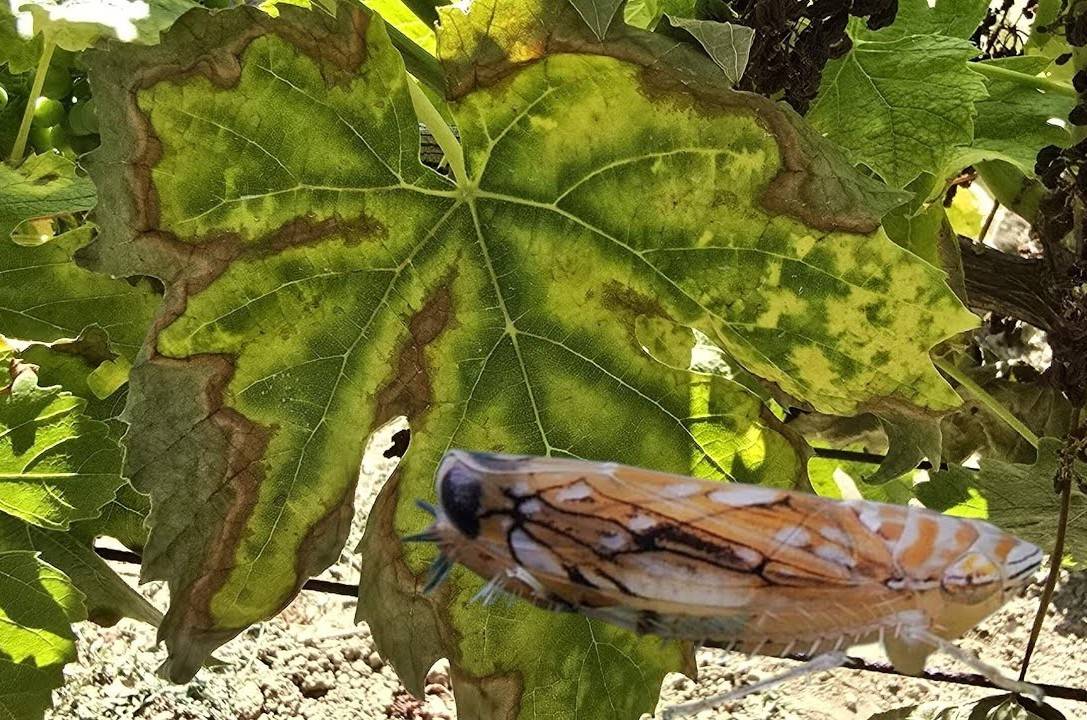 Informácie o cikádke viničovej pre občanov, ktorý sa nevedeli zúčastniť prednášky.