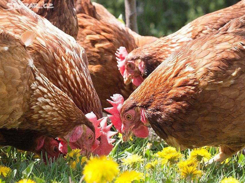 Firma Novák Radomyšl oznamuje prodej kuřiček ve stáří 20 týdnů za cenu 270,- Kč ve čt. 26. 3. 2026 v 9,15 hod. před OÚ v Kadově, další prodej bude 22. 4. 2026