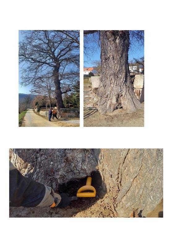 V sobotu 28.3. v průběhu celého dne bude probíhat bezpečnostní kácení Jilmu pod školou. Jilm je v havarijním stavu dle dendrologického posudku, který přikládáme níže. U druhého Jilmu bude provedena bezpečnostní redukce koruny. Z tohoto důvodu bude částečně omezen provoz na komunikaci pod školou. Zvolte prosím jinou cestu a buďte na sebe opatrní. Tým OÚ