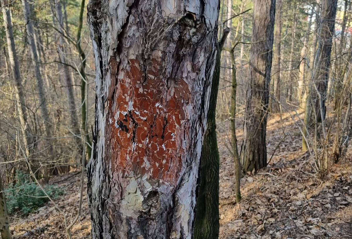 Nemilé prekvapenie čakalo ľudí z občianskeho združenia DIVO, ktorí pred začiatkom druhej sezóny využívania nových trailov v lesoparku Brezina kontrolovali ich stav. Pri zisťovaní, čo je potrebné upraviť, našli asi 20 poškodených alebo úplne zničených značení, pôvodne nakreslených na stromoch. Tieto značenia majú slúžiť pre bezpečnosť chodcov, bežcov, cyklistov. Viaceré z nich niekto poškodil, niekde sú doškriabané [...]Čítať viac...