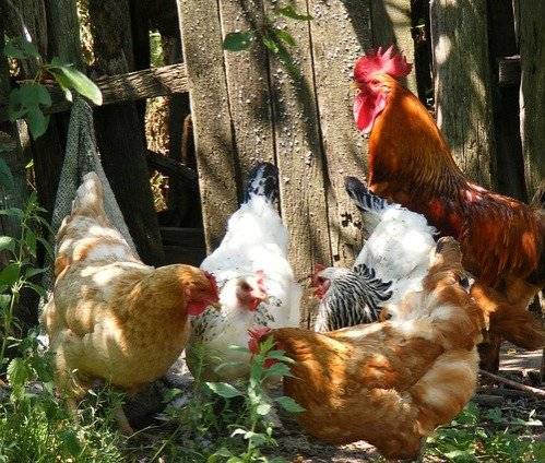 XAVEROV, a. s. - farma  Desná, oznamuje zájemcům o masné slepice na zabití, že prodej se uskuteční  ve čtvrtek 26.3.2026 na farmě Desná,  od 8.30 – do 9.30 hodin cena 70,-- Kč za kus