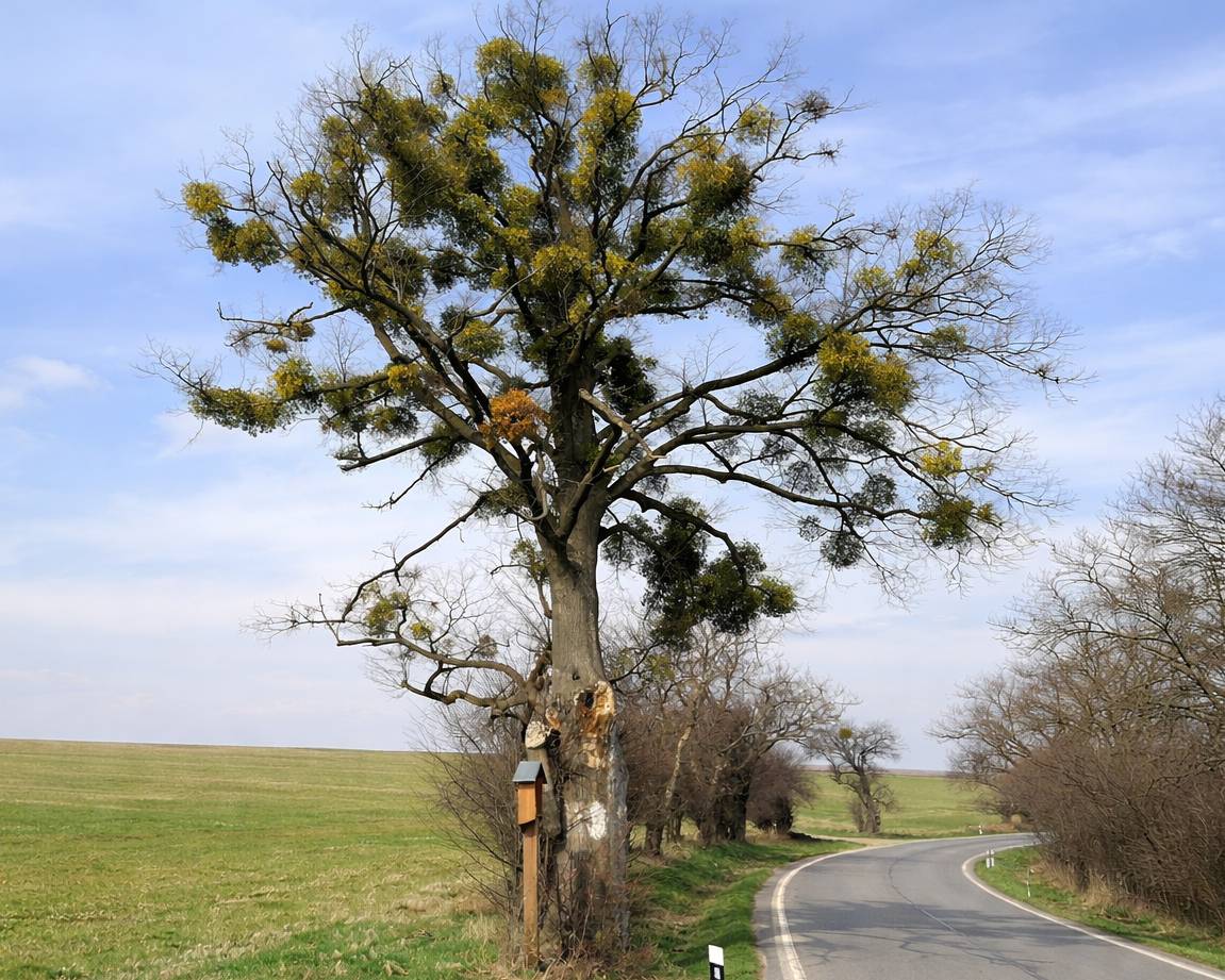 Z bezpečnostních důvodů bude pokácena lípa u hlavní cesty ve směru na Čavisov.