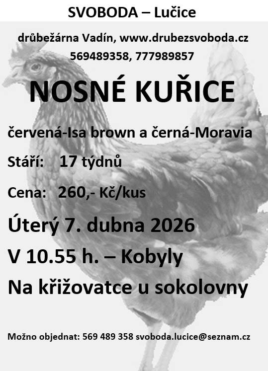 V naší obci proběhne prodej kuřic v úterý 7. dubna 2026 v 10:55 u sokolovny na Nechálově.