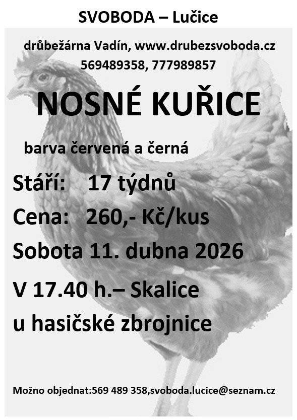 Firma Svoboda Lučice bude prodávat v sobotu 20. dubna 2026 v 17.40 hodin u hasičské zbrojnice ve Skalici nosné kuřice, stáří 17 týdnů, cena 260,- Kč/kus.