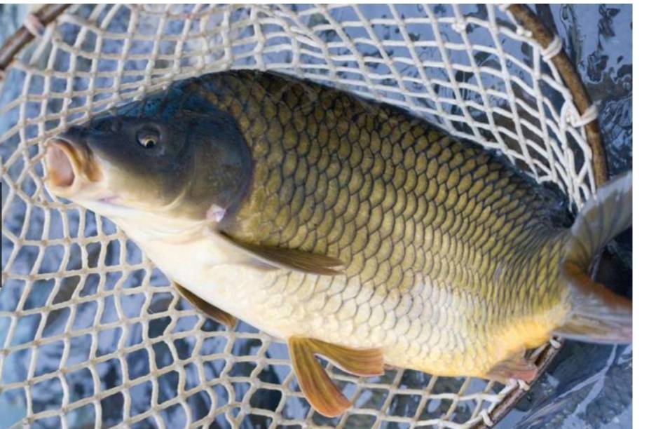 prodej ryb pátek 27.3.2026