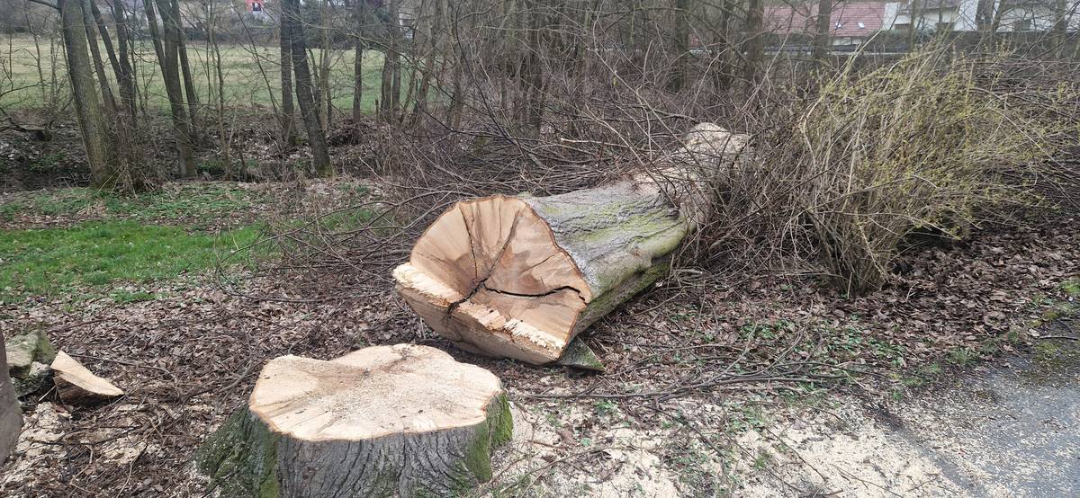 Nabízíme dřevo z pokácené lípy - za odvoz (včetně větví). Nachází se poblíž bytového domu "svobodárna". Případní zájemci se mohou obracet na tel. číslo 724 161 104.