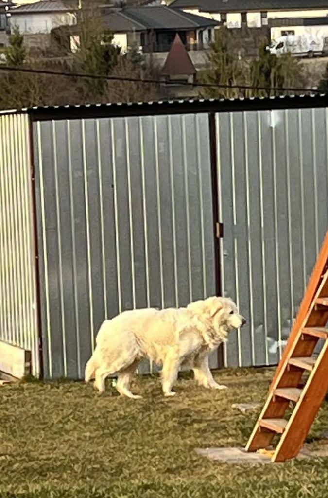 Vážení občania, prosíme Vás o nahlásenie voľne pohybujúceho sa bieleho psa v blízkosti Vášho obydlia,  buď na obecný úrad alebo starostovi obce na č.t.0915 833 787.