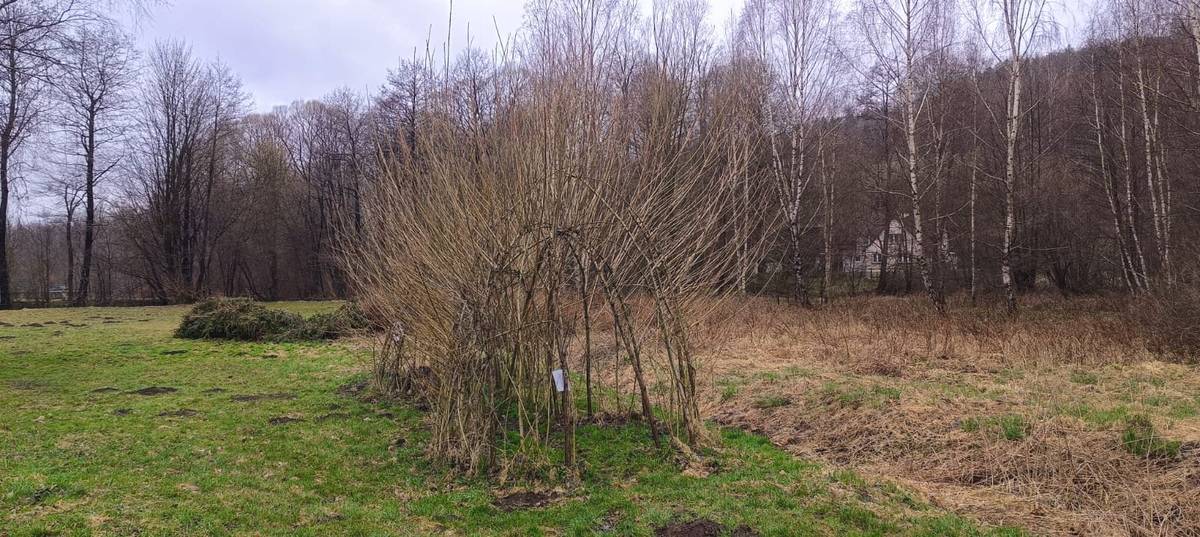 Zítra dopoledne bude pan Oboňa stříhat vrbovou stavbu v centru obce, pokud byste mu někdo chtěl pomoci, bude rád. Zároveň nechá na místě ostříhané proutky, kdo byste chtěl na pomlázku, tak si můžete vzít kolik chcete.