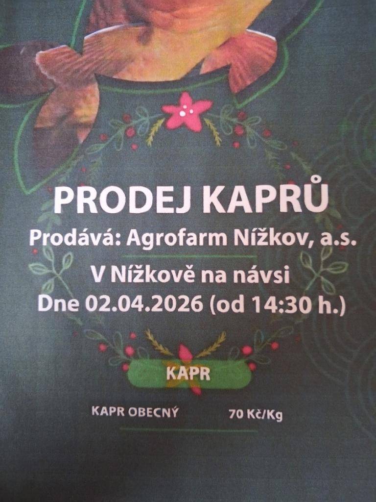 Dne 2.4.2026 bude probíhat na návsi v Nížkově prodej kaprů od 14:30 hod.   Kapr obecný 70Kč/kg.
