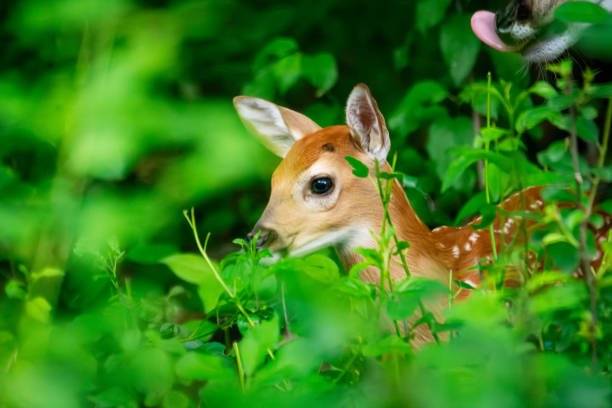 Sdělení občanům Myslivecké sdružení Kojice žádá všechny občany a návštěvníky přírody, aby v následujícím období výrazně omezili vstup do honitby Kojice se psy, a to především z důvodu probíhajícího kladení mláďat zvěře. V jarních měsících dochází k rození mláďat srnčí, zajíců a další volně žijící zvěře, která je v této době mimořádně citlivá na jakékoliv vyrušování. Volně pobíhající psi mohou mláďata snadno vyplašit, poranit nebo usmrtit, a to i bez přímého kontaktu – často stačí pouhé vyrušení matky, která pak mládě opustí. Prosíme proto všechny majitele psů, aby své psy měli po celou dobu na vodítku a pohybovali se pouze po vyznačených cestách. Zároveň Vás chceme upozornit, že se v honitbě Kojice prokazatelně vyskytla Aujeszkyho choroba, která je pro psy vysoce nebezpečná a ve většině případů smrtelná. K nákaze může dojít zejména při kontaktu psa s nakaženou zvěří (především divokým prasetem) nebo pozřením syrového masa či výměšků. Onemocnění má velmi rychlý průběh a prakticky neexistuje účinná léčba. Z těchto důvodů důrazně apelujeme na všechny majitele psů, aby:  nepouštěli psy na volno zabránili kontaktu psů se zvěří či jejími zbytky dbali zvýšené opatrnosti při pohybu v honitbě  Cílem tohoto opatření je ochrana nejen volně žijící zvěře v citlivém období, ale i zdraví a života Vašich psů. Děkujeme za Vaši ohleduplnost, respektování těchto doporučení a pomoc při ochraně přírody. MS Kojice