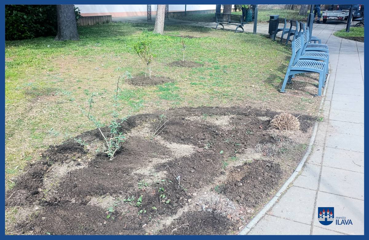 Orezy, vyvezovanie ruží, hnojenie či zakladanie nového trávnika - to všetko patrí k jarným aktivitám na revitalizácii zelene v meste.