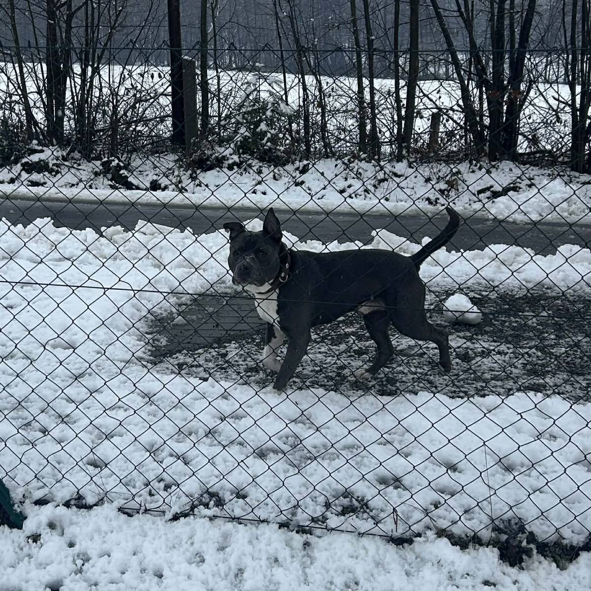 Staford odchycený u Rajské boudy je aktuálně umístěn v kotci vedle Obecního domu. Majitele vyzýváme, aby si jej urychleně vyzvedl. A za odchyt děkujeme odvážné hlídce Policie ČR.