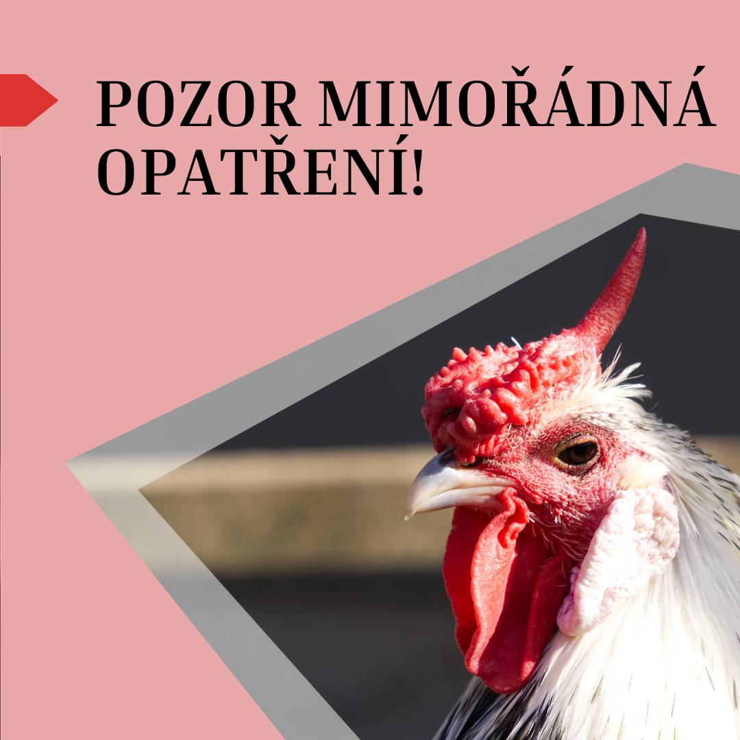 Ptačí chřipka je nakažlivé virové onemocnění ptáků, které se může rychle šířit mezi chovy.  Nejčastějším zdrojem jsou volně žijící vodní ptáci Virus se šíří například trusem, kontaminovaným krmivem nebo i přes obuv a oděv  Příznaky u drůbeže:  menší příjem krmiva a vody průjmy, dýchací potíže pokles snášky v některých případech i náhlý úhyn   Některé kmeny mohou být za určitých podmínek přenosné i na člověka. Jak se chránit?  → Zabraň kontaktu s volně žijícími ptáky  → Krmivo a vodu dávej pod přístřešek  → Odděl různé druhy drůbeže  → Dbej na hygienu (oděv, obuv, dezinfekce)  → Vyplňte sčítací list Buďme obezřetní a chraňme své chovy. Více naleznete v aktualitách nebo na úřední desce obce Pátek. ! Při podezření kontaktujte obecní úřad, případně veterinární správu ! https://www.obecpatek.cz/aktuality/2026/1200
