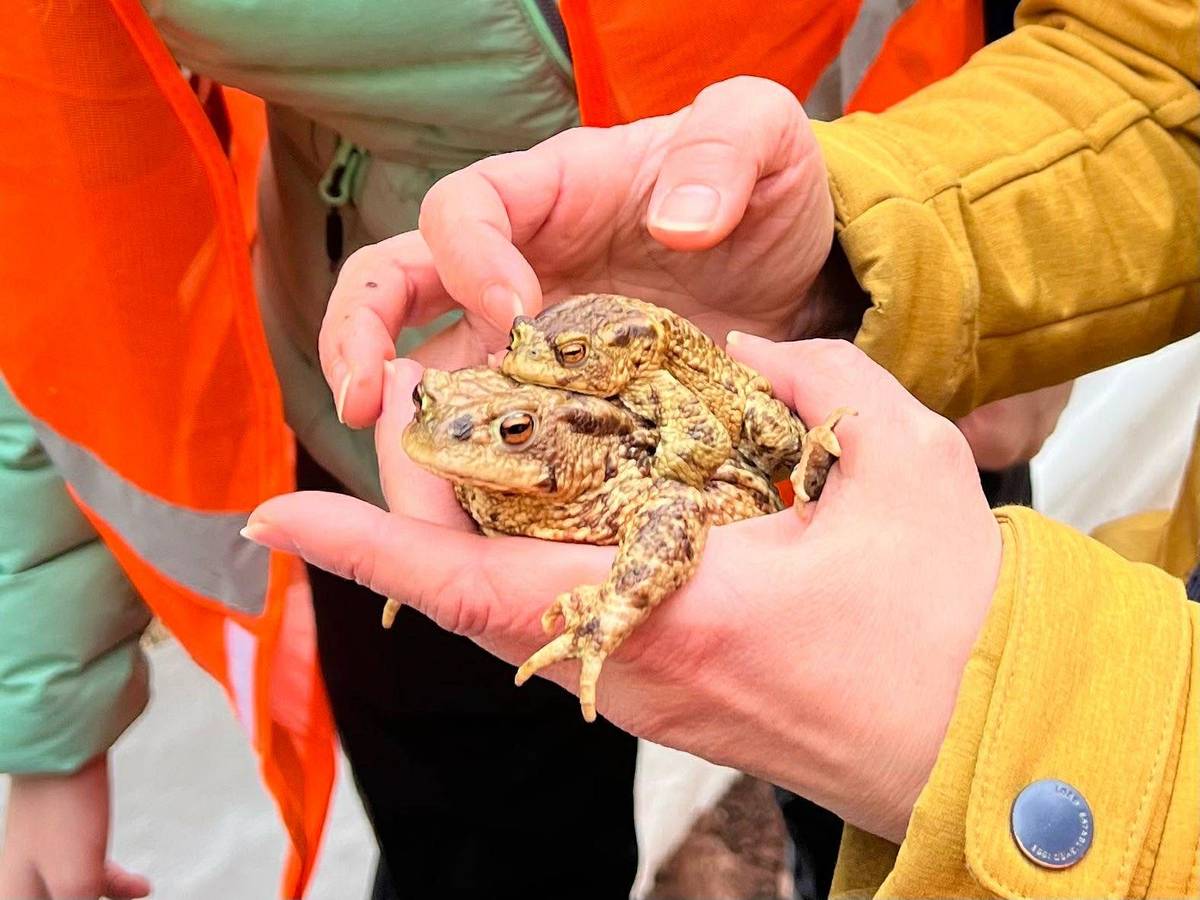 🐸 Záchrana žab u lomu – průběžné hlášení Na začátku března jsme u silnice I/16 instalovali migrační bariéry a sběrné nádoby pro obojživelníky. Letos jsme začali výrazně dříve než v loňském roce – a ukazuje se, že to byl dobrý krok 👍 👉 Do této chvíle se podařilo zachránit už 213 žab Nejčastěji: – ropucha obecná (167 ks) – skokan hnědý (44 ks) – skokan štíhlý (2 ks) 🐸 Jak to probíhá? Žáby migrují hlavně v noci a hodně záleží na počasí. Když je teplo a vlhko, bývají doslova „žně“, jindy je naopak v kbelících skoro prázdno. 🐸 Zajímavé je, že na začátku převažují samci, kteří vyrážejí k vodě dříve než samice. 🚗 Díky včasné instalaci bariér se daří výrazně omezit střety se silniční dopravou, což je pro nás asi ta nejdůležitější zpráva. ❤️ Hlavním aktérem a koordinátorem této dobrovolnické akce je Jakub Zima, kterému tímto velmi děkuji. Organizačně vše naplánovat, zajistit povolení, materiál, propagaci, pomoc dobrovolníků, sběr obojživelníků i dat, není jednoduchá. Jsi fakt dobrej 👏 Poděkování patří všem dobrovolníkům, kteří denně úseky s bariérami kontrolují a obojživelníky přenášejí do bezpečí. Bez ohledu na počasí, své pohodlí a čas. 👏 Do akce se zapojili žáci ZŠ Komenského Trutnov s pedagogy. Ideální způsob výuky co říkáte? 🙂 👉 Přidáte se k nám jako sběrači? Každá ruka pomůže. 🐸🤝 Obchůzka bariér se provádí jednou denně mezi 6:00 - 9:00 hodinou ideálně. Zabere to chvilku. Pokud máte zájem zažít dobrodrůžo, napište, zavolejte. Moc děkujeme. 🥰🥰🥰  Eva Kmiećová, starostka - +420 774 714 404, Jakub Zíma - +420 732 993 639 ☎️