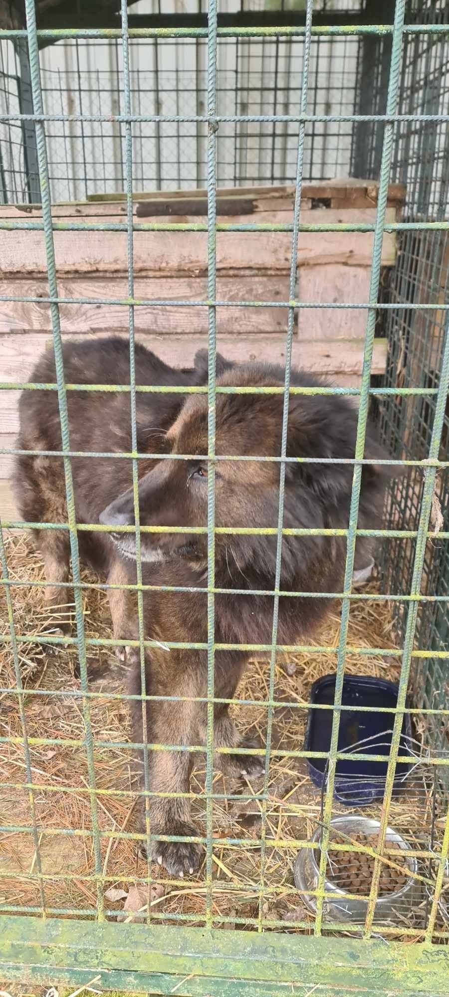 Ve středu 1. 4. 2026 byl kolem 11. hodiny ve Vlčí Hoře u Krásné Lípy odchycen pes. Byl tam viděn pobíhat už v úterý odpoledne a večer. Jste-li majitel nebo máte-li informaci o majiteli, kontaktujte Technické služby Krásná Lípa, tel. číslo: 737 662 340.