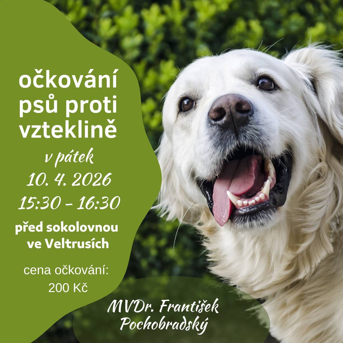 MVDr. František Pochobradský nabízí v pátek 10. 4. 2026 od 15:30 do 16:30 u sokolovny očkování psů proti vzteklině. Cena očkování je 200 Kč.