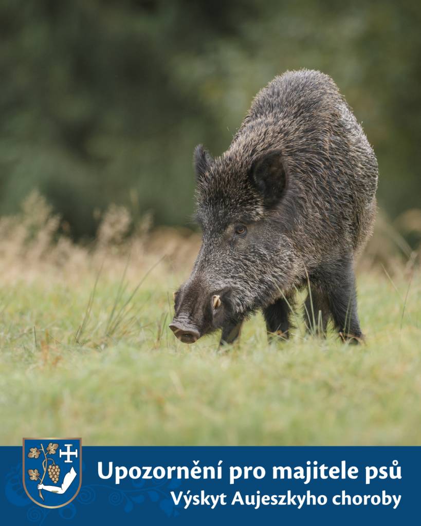 Upozorňujeme majitele psů, kteří navštěvují Kelčanský sad, aby dbali zvýšené opatrnosti při venčení svých mazlíčků.V této oblasti je zvýšené riziko výskytu Aujeszkyho choroby, která je pro psy neléčitelná.