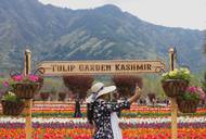 Tulipánová zahrada v Kašmíru (31. 3. 2026)