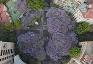 Rozkvetlá žakaranda v Mexico City (26. 3. 2026)