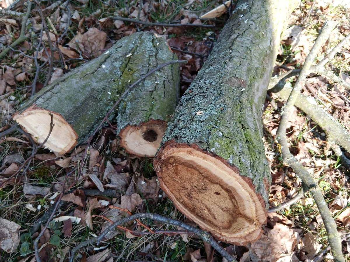 Nabídka samovýroby dříví - lípy.