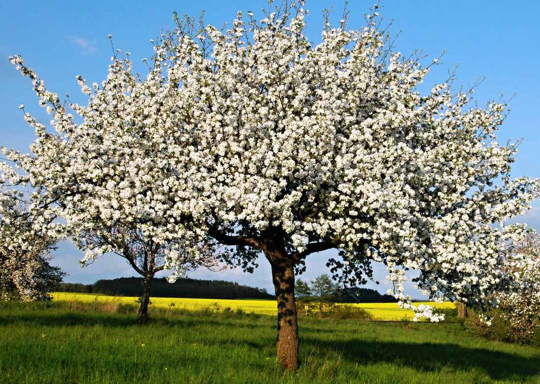 Školní statek Mělník 4. 4. 2026 v čase 17:05 - 17:15 před obecním úřadem nabídne stromky a ovocné keře k prodeji.