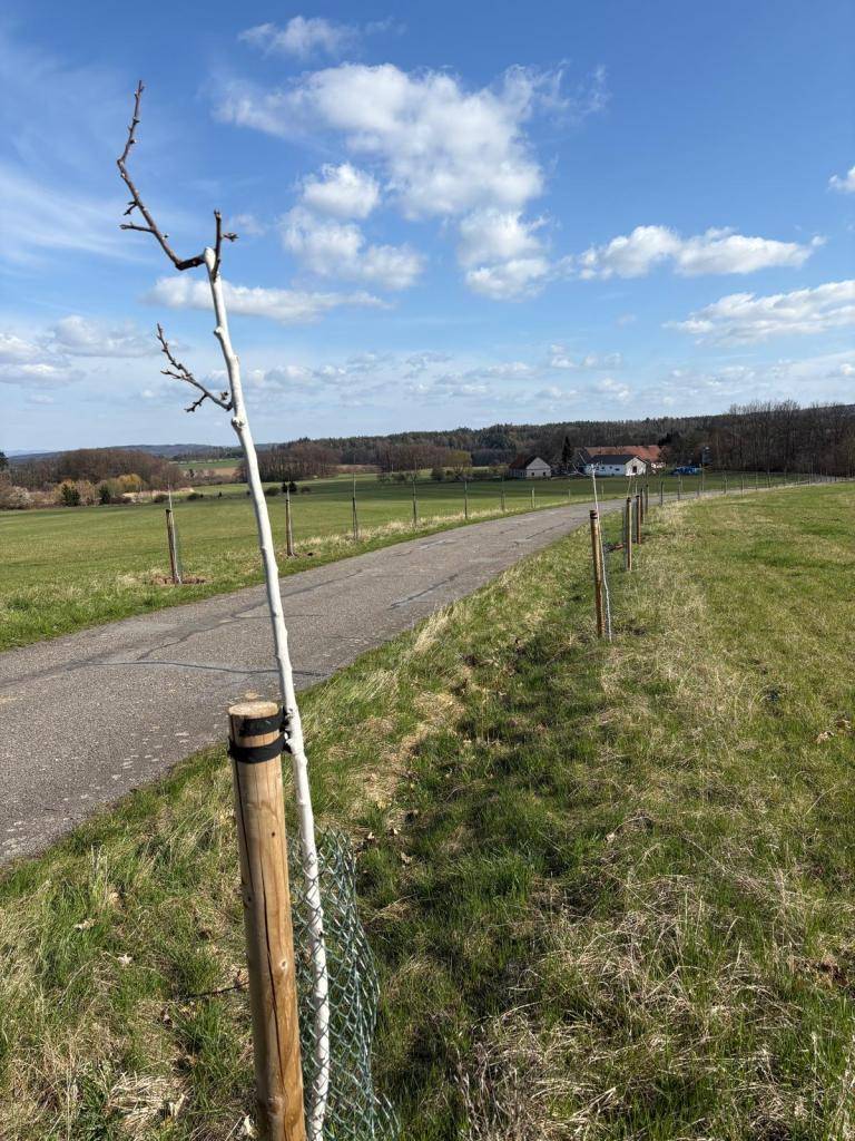 Původní alej z jeřabin červených a černých je již téměř kompletně přesázena.