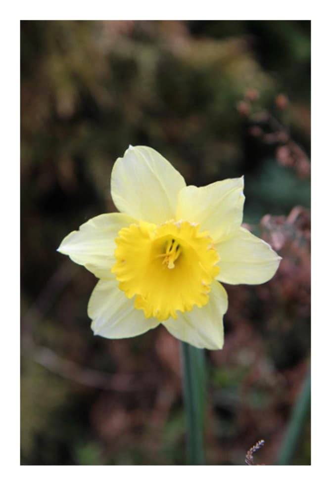 Pan Jiří Souček z Hodkova zve k nákupu jarního osení a narcisů na náměstí v Jistebnici vedle zmrzliny. Prodej je samoobslužný, platby jsou možné v hotovosti do poštovní schránky u vchodu u Malých (Náměstí č.165) nebo přes QR kód.