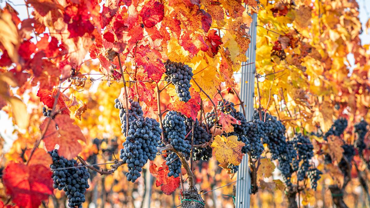 50. ročník koštu vína ve Břestku se koná v sobotu 4.4.2026. Začátek je ve 14 hodin ve sportovní hale. Připravená je i bohatá tombola. Od 18 hodin hraje cimbálová muzika.