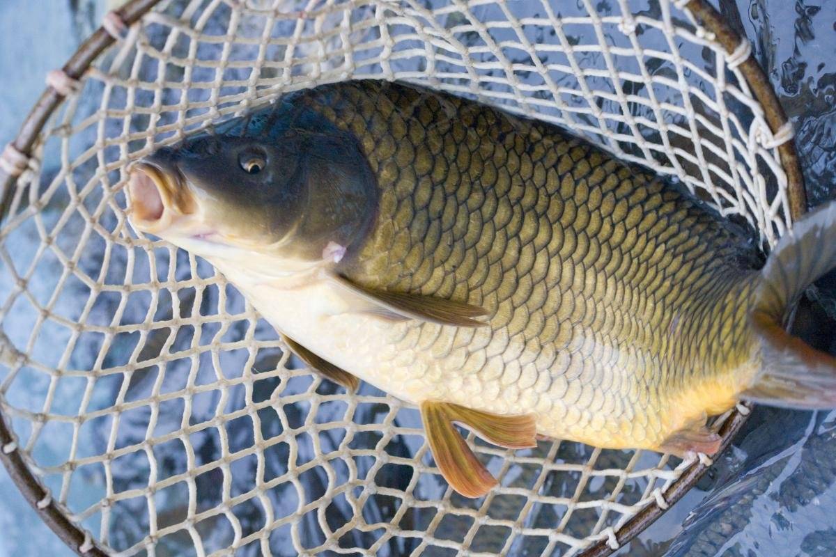 Rybářství Dujsík oznamuje, že ve čtvrtek 2.4.2026 ve 13.00h bude prodávat živé ryby před kulturním domem.  V nabídce je kapr, kapří půlky, amur, pstruh, siven, tolstolobik a sumec. Na požádání je možné ryby vykuchat a očistit. Prodejce se zdrží 30 minut.