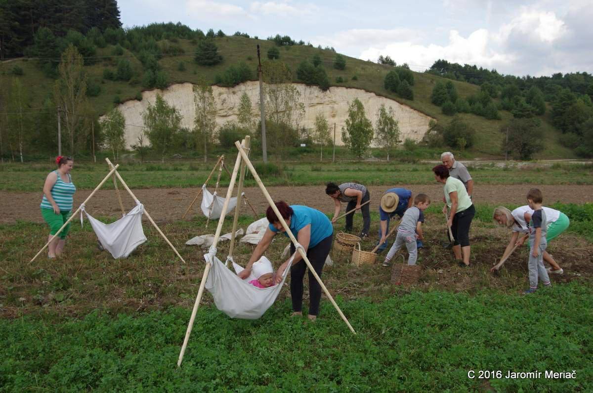 Kopanie zemiakov 2016
