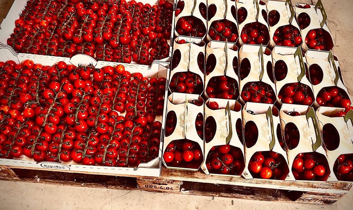 že bude zahájen prodej čerstvě utržených rajčat od středy 8. dubna 2026 v buňkách přistavených u skleníků. Prodejní doba-pondělí až pátek od 8:00 do 16:00 hodin.