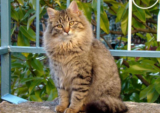 Omezit nekontrolované množení toulavých koček a podpořit zodpovědný přístup k chovu, to jsou cíle trutnovské radnice. Od dubna proto spouští nový dotační program. Obyvatelé Trutnova mohou žádat o příspěvek na kastraci ve výši  900 Kč pro kočku a 600 Kč pro kocoura.                               Číst dál...