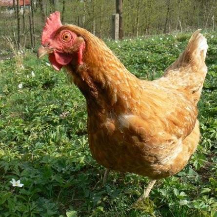 Firma Nikol Drůbež bude v pátek 3.4. od 13:30 do 12:45 hod. u kapličky prodávat chovné kohouty, kuřice různých barev, krmné směsi a vitamíny. tel. pro objednání 603 109 880.