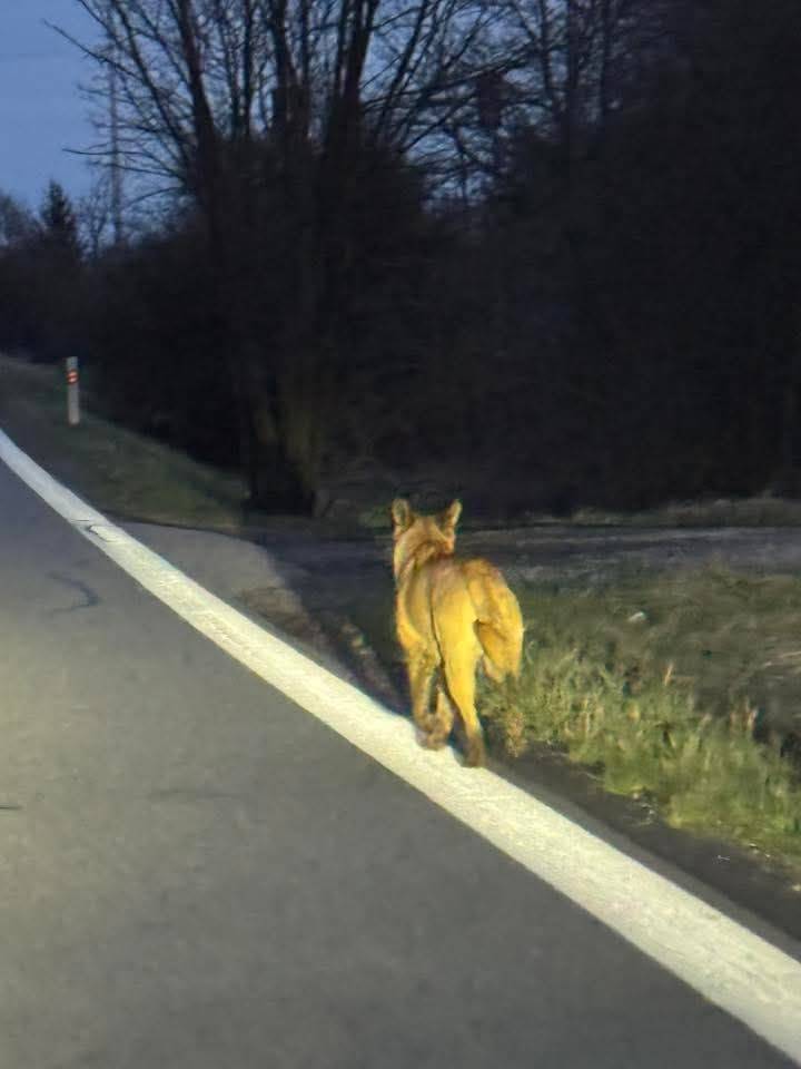 výskyt volně pobíhajícího psa